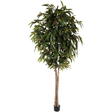 7116320 Konstväxt Longifolia 320cm