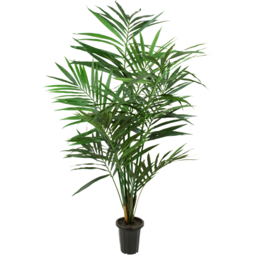 7203120 Konstväxt Kentia Palm 120cm