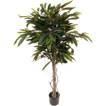 7116150-1 Konstväxt Longifolia 150cm