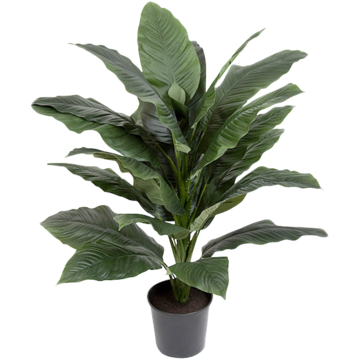 7312105 Konstväxt Spathiphyllum 105cm