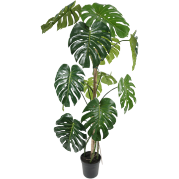 7102150 Konstväxt Monstera 150cm