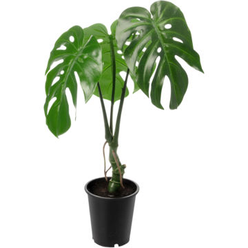 1356901-1 Konstväxt Monstera 60cm