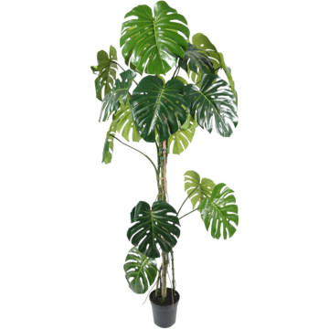 7102180 Mr Plant Monstera 180cm