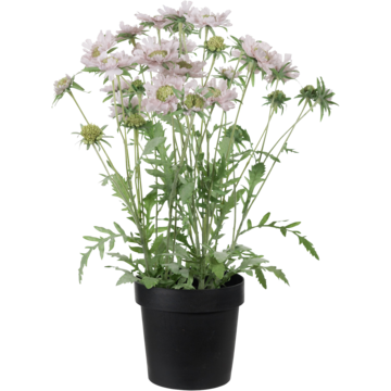 9688201 Konstväxt Scabiosa Rosa 70cm