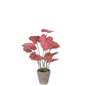 P3689251 Konstväxt Caladium Rosa 80cm