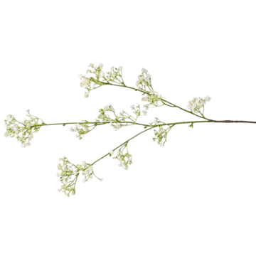 BI429697 Gypsophila x3 Vit 102cm