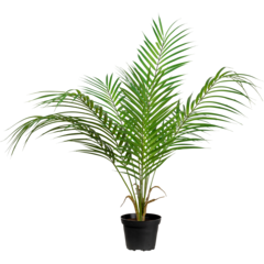 9728901 Mr Plant Bergspalm 55cm