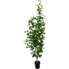 7008180 Konstväxt Björk 180cm