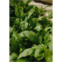 VD60076 Poster Green Leaf