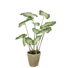 P3689951 Konstväxt Caladium Grön 80cm