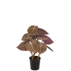 P3698851 Konstväxt Anthurium 60cm