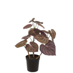 P3699851 Konstväxt Anthurium 65cm