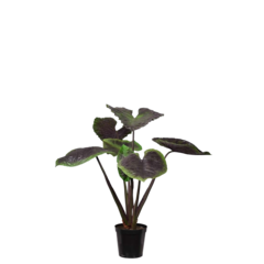 P7036130 Konstväxt Alocasia 130cm