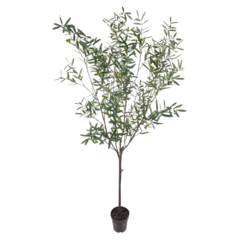 P7237230 Konstväxt Oliv 230cm
