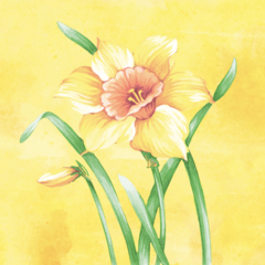 AM93195 Mank Elvira Linclass Servett 40x40cm