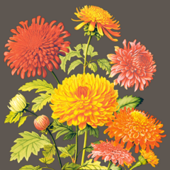 AM106389 Amara Linclass Napkin 40x40cm